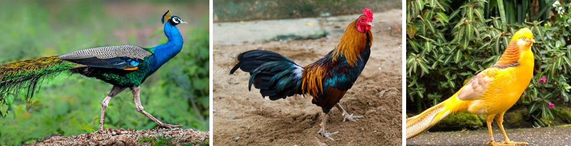 Máy ấp trứng Bách khoa - Slide 1